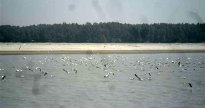 bhola-bg20130226073851