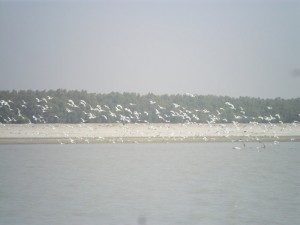 bhola pic--3
