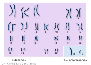 KARYOTYPE