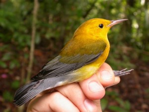 Bird_11