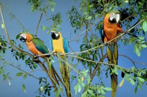 Bird_17