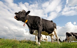 cow_wallpaper-wide