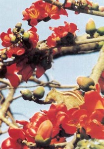flowerSimul1