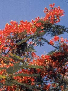 flowergulmohar