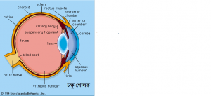 EYE BALL