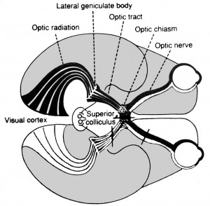 VISUAL CORTEX