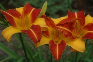 0820-daylilies-almost-perfect-1_full_600 - Copy - Copy