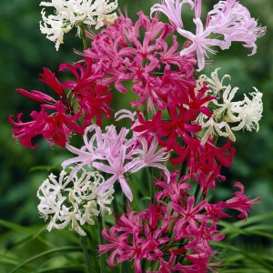 nerine-lily-2