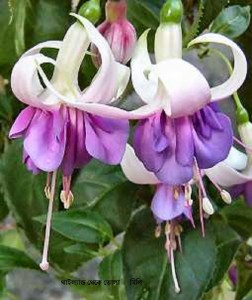 lilac-fuchsia