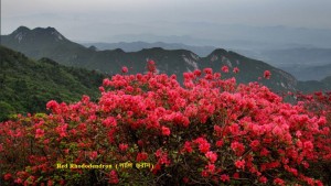 azalea-rhododendron-simsii-Planch-red-flowers-fruit-is-edible-to-eat