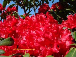red-rhododendron-flowers-floral-art-prints-baslee-baslee-troutman-fine-art-prints